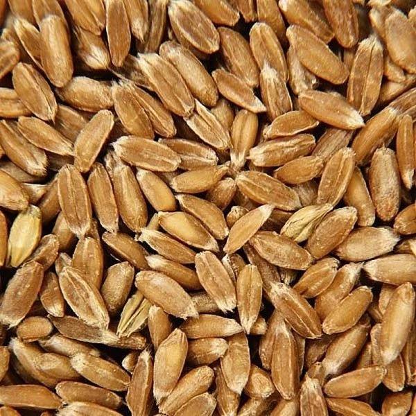 Poupée Bouillotte Épeautre Tissu Éponge & Robe Blanche Bonnet Rayé 28 Cm Efie® Coton Bio - Poupée Naturel Efie 4 Poupée Bouillotte Épeautre Tissu Éponge & Robe Blanche Bonnet Rayé 28 Cm Efie® Coton Bio - Poupée Naturel Efie – Image 4